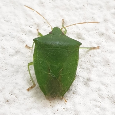 Cuspicona simplex (Green potato bug) at Turner, ACT - 10 Oct 2021 by LD12