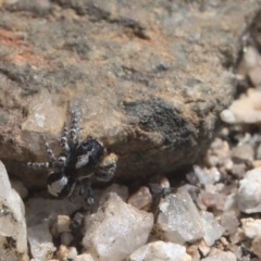 Euophryinae sp. (Rockhopper) undescribed (Euophryinae sp. (Rockhopper) undescribed) at Tennent, ACT - 9 Oct 2021 by TimotheeBonnet