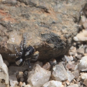 Euophryinae sp. (Rockhopper) undescribed at Tennent, ACT - 9 Oct 2021