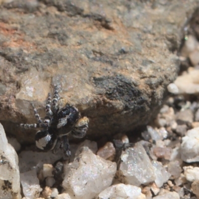 Euophryinae sp. (Rockhopper) undescribed (Euophryinae sp. (Rockhopper) undescribed) at Tennent, ACT - 9 Oct 2021 by TimotheeBonnet