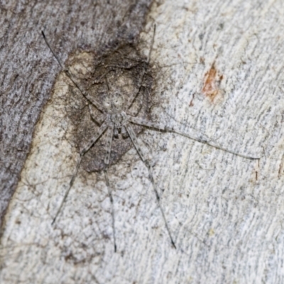 Tamopsis sp. (genus) (Two-tailed spider) at Higgins, ACT - 4 Oct 2021 by AlisonMilton