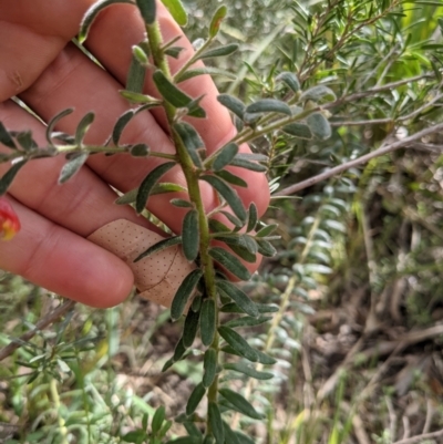 Grevillea alpina (Mountain Grevillea / Cat's Claws Grevillea) at Acton, ACT - 10 Oct 2021 by WalterEgo