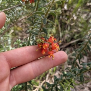 Grevillea alpina at Acton, ACT - 10 Oct 2021