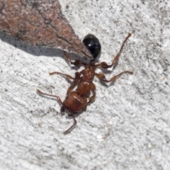 Podomyrma gratiosa (Muscleman tree ant) at Higgins, ACT - 4 Oct 2021 by AlisonMilton