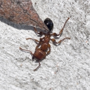 Podomyrma gratiosa at Higgins, ACT - 4 Oct 2021