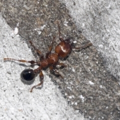 Podomyrma gratiosa at Higgins, ACT - 4 Oct 2021