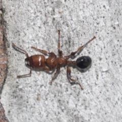 Podomyrma gratiosa at Higgins, ACT - 4 Oct 2021