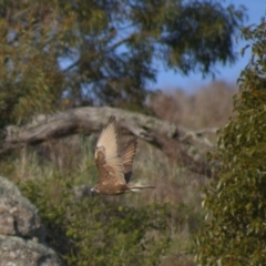 Falco berigora (Brown Falcon) at Mount Painter - 8 Oct 2021 by Amy