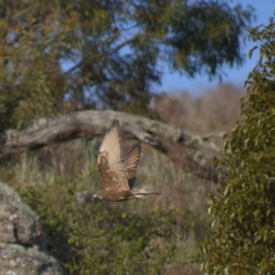 Falco berigora (Brown Falcon) at Mount Painter - 8 Oct 2021 by Amy