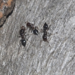 Crematogaster sp. (genus) (Acrobat ant, Cocktail ant) at Higgins, ACT - 4 Oct 2021 by AlisonMilton