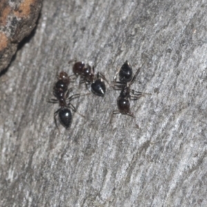 Crematogaster sp. (genus) at Higgins, ACT - 4 Oct 2021