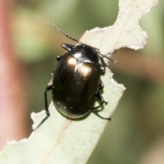 Chalcopteroides spectabilis at Scullin, ACT - 4 Oct 2021 11:31 AM