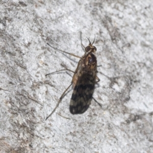 Sylvicola dubius at Higgins, ACT - 4 Oct 2021 12:02 PM