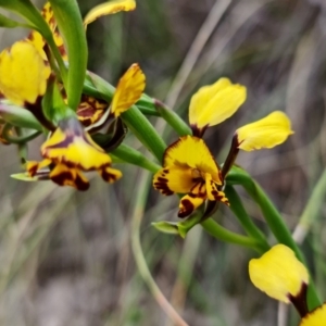 Diuris semilunulata at Denman Prospect, ACT - suppressed