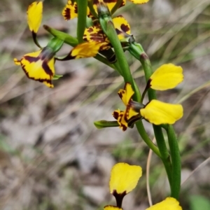 Diuris semilunulata at Denman Prospect, ACT - suppressed