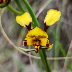 Diuris semilunulata at Denman Prospect, ACT - suppressed