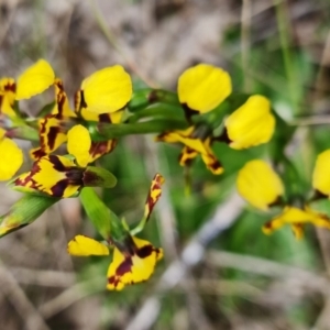 Diuris semilunulata at Denman Prospect, ACT - suppressed