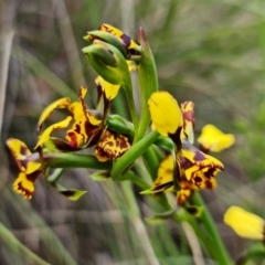 Diuris semilunulata at Denman Prospect, ACT - suppressed