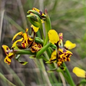 Diuris semilunulata at Denman Prospect, ACT - suppressed