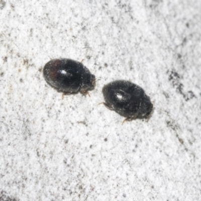 Coccinellidae (family) (Unidentified lady beetle) at Higgins, ACT - 4 Oct 2021 by AlisonMilton