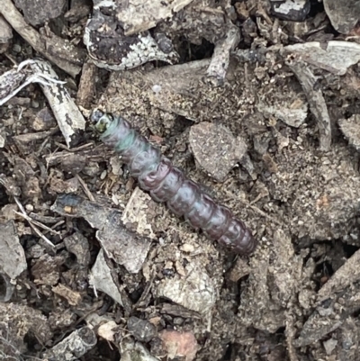 Unidentified Insect at Mount Jerrabomberra QP - 10 Oct 2021 by Steve_Bok