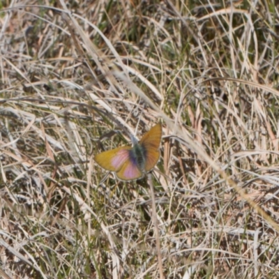 Cyprotides maculosus (Spotted Trident-blue) at Mount Clear, ACT - 9 Oct 2021 by RAllen