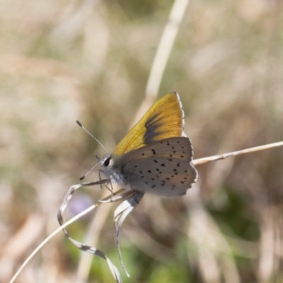 Cyprotides maculosus (Spotted Trident-blue) at Mount Clear, ACT - 9 Oct 2021 by RAllen