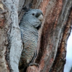 Callocephalon fimbriatum (Gang-gang Cockatoo) at Hughes, ACT - 9 Oct 2021 by LisaH