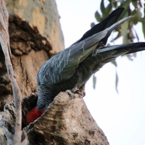 Callocephalon fimbriatum at Red Hill, ACT - 9 Oct 2021