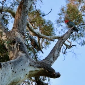 Callocephalon fimbriatum at Red Hill, ACT - 9 Oct 2021