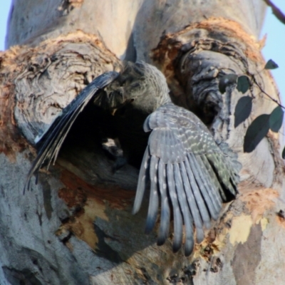 Callocephalon fimbriatum (Gang-gang Cockatoo) at Red Hill, ACT - 9 Oct 2021 by LisaH