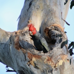 Callocephalon fimbriatum at Red Hill, ACT - 9 Oct 2021