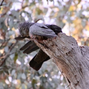 Callocephalon fimbriatum at Red Hill, ACT - suppressed