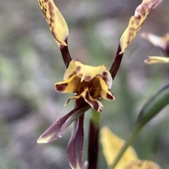 Diuris pardina (Leopard Doubletail) at Hackett, ACT - 10 Oct 2021 by JaneR