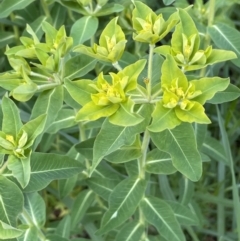 Euphorbia oblongata (Egg-leaf Spurge) at Watson, ACT - 9 Oct 2021 by JaneR