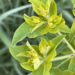 Euphorbia oblongata at Watson, ACT - 9 Oct 2021 05:10 PM