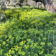 Euphorbia oblongata at Watson, ACT - 9 Oct 2021 05:10 PM