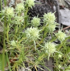 Scleranthus diander (Many-flowered Knawel) at Hackett, ACT - 10 Oct 2021 by JaneR