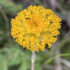 Leptorhynchos squamatus subsp. squamatus (Scaly Buttons) at Hackett, ACT - 10 Oct 2021 by JaneR