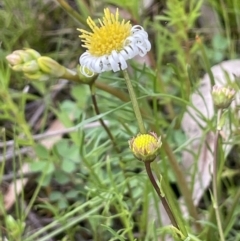 Calotis anthemoides (Chamomile Burr-daisy) at Hackett, ACT - 10 Oct 2021 by JaneR