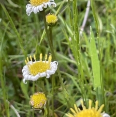 Calotis anthemoides at Hackett, ACT - 10 Oct 2021