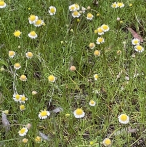 Calotis anthemoides at Hackett, ACT - 10 Oct 2021 04:48 PM