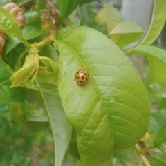 Harmonia conformis (Common Spotted Ladybird) at Holder, ACT - 10 Oct 2021 by Miranda