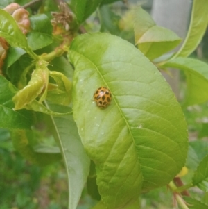 Harmonia conformis at Holder, ACT - 10 Oct 2021