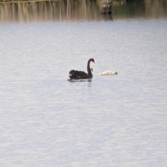 Cygnus atratus (Black Swan) at Leeton, NSW - 10 Oct 2021 by Darcy