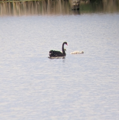 Cygnus atratus (Black Swan) at Leeton, NSW - 9 Oct 2021 by Darcy