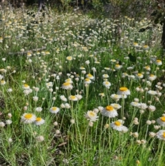 Leucochrysum albicans subsp. tricolor (Hoary Sunray) at Majura, ACT - 9 Oct 2021 by tommytee221