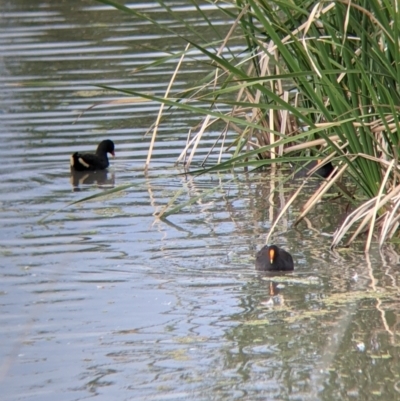 Gallinula tenebrosa (Dusky Moorhen) at Leeton, NSW - 9 Oct 2021 by Darcy