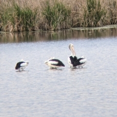 Pelecanus conspicillatus (Australian Pelican) at Leeton, NSW - 9 Oct 2021 by Darcy