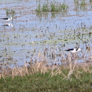 Himantopus leucocephalus at Leeton, NSW - 10 Oct 2021